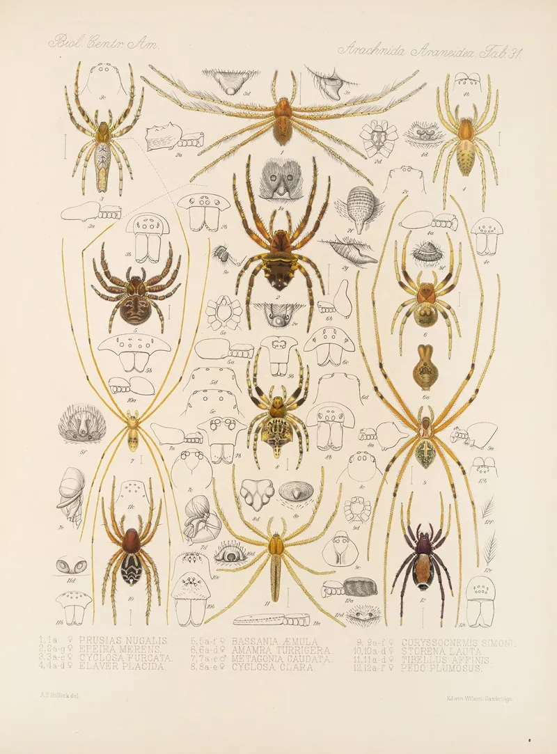 Arachnida Araneidea Pl 31 Wall Art by Frederick DuCane Godman - High-Resolution Digital Print