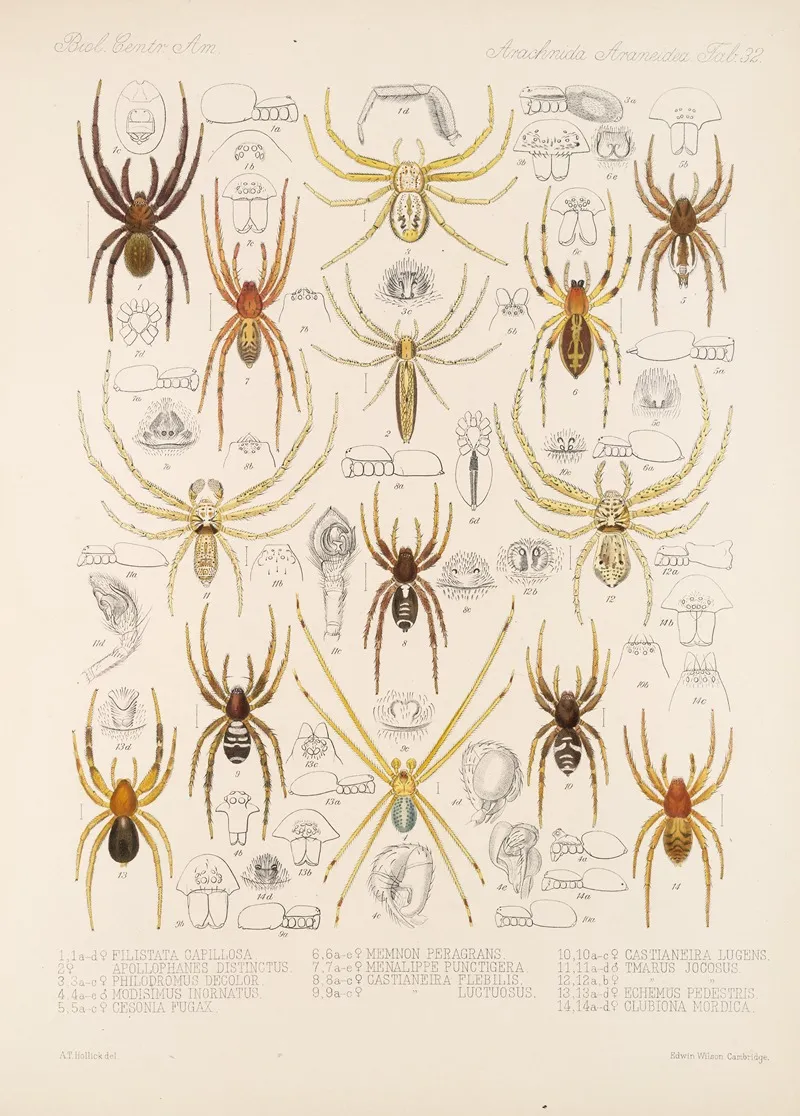 Arachnida Araneidea Pl 32 Wall Art by Frederick DuCane Godman - High-Resolution Digital Print