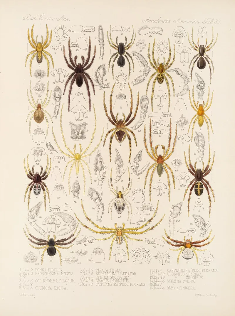 Arachnida Araneidea Pl 33 Wall Art by Frederick DuCane Godman - High-Resolution Digital Print