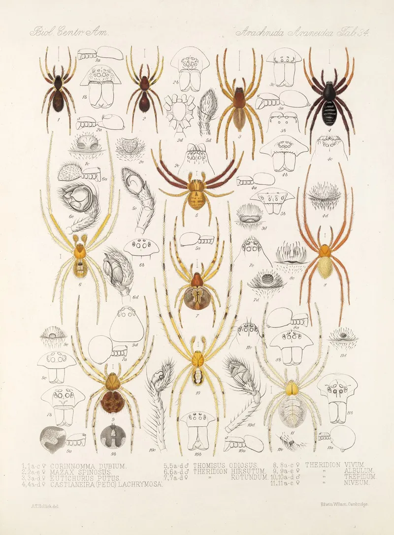 Arachnida Araneidea Pl 34 Wall Art by Frederick DuCane Godman - High-Resolution Digital Print