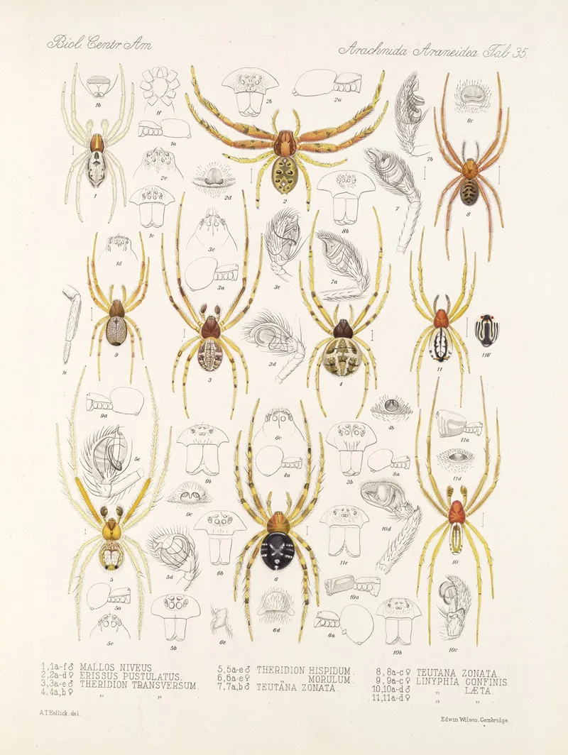 Arachnida Araneidea Pl 35 Wall Art by Frederick DuCane Godman - High-Resolution Digital Print