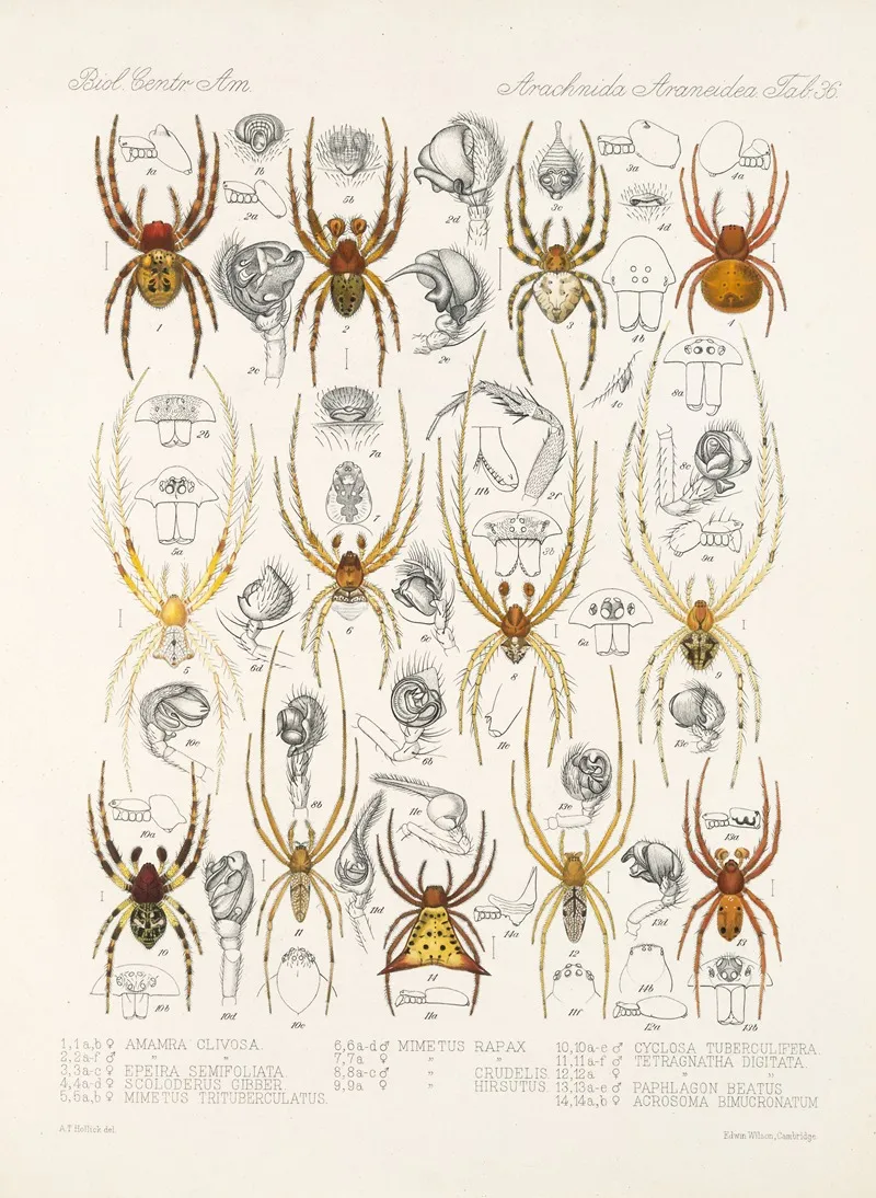 Arachnida Araneidea Pl 36 Wall Art by Frederick DuCane Godman - High-Resolution Digital Print