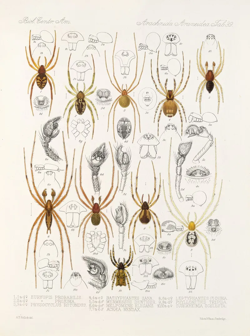 Arachnida Araneidea Pl 39 Wall Art by Frederick DuCane Godman - High-Resolution Digital Print