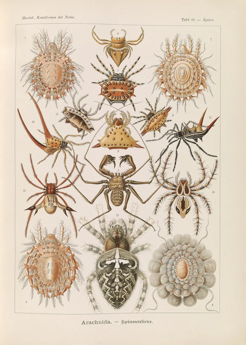 Arachnida Spinnentiere Wall Art by Ernst Haeckel - High-Resolution Digital Print