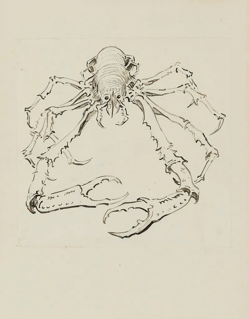 Araignee De Mer Dessin Pour La Cul De Lampe De Lintroduction