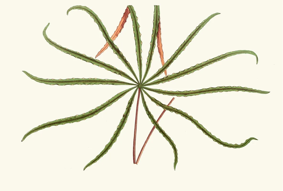 Aralia Veitchii Wall Art by Edward Joseph Lowe - High-Resolution Digital Print