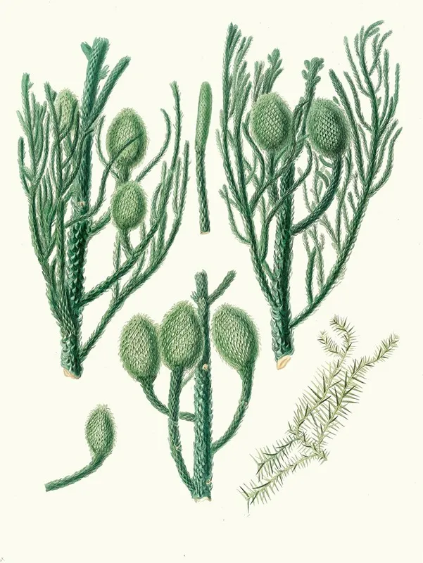 Araucaria Cunninghamii Moreton Bay Pine Wall Art by Aylmer Bourke Lambert - High-Resolution Digital Print