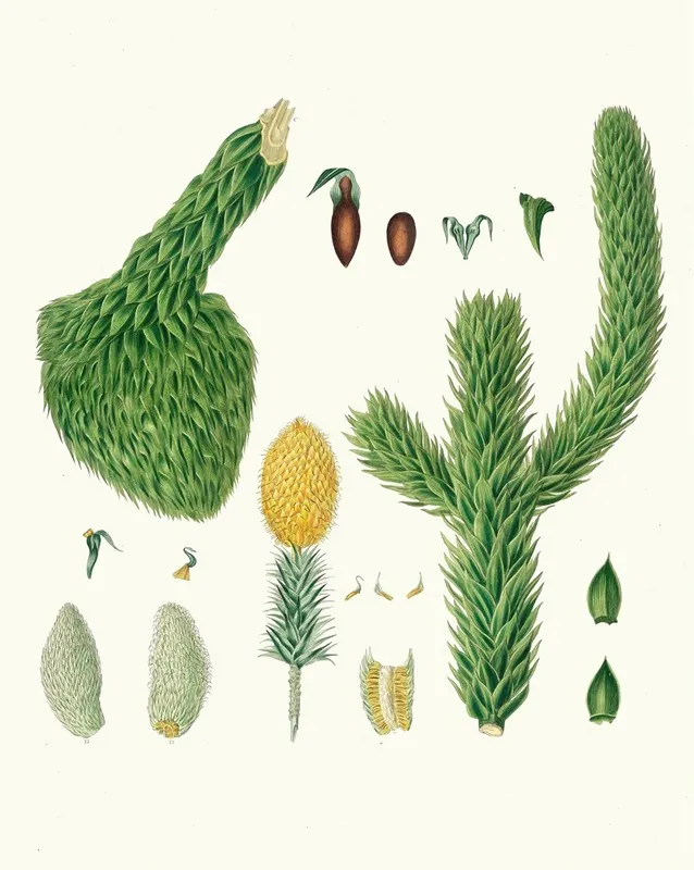 Araucaria Imbricata Chili Pine Wall Art by Aylmer Bourke Lambert - High-Resolution Digital Print