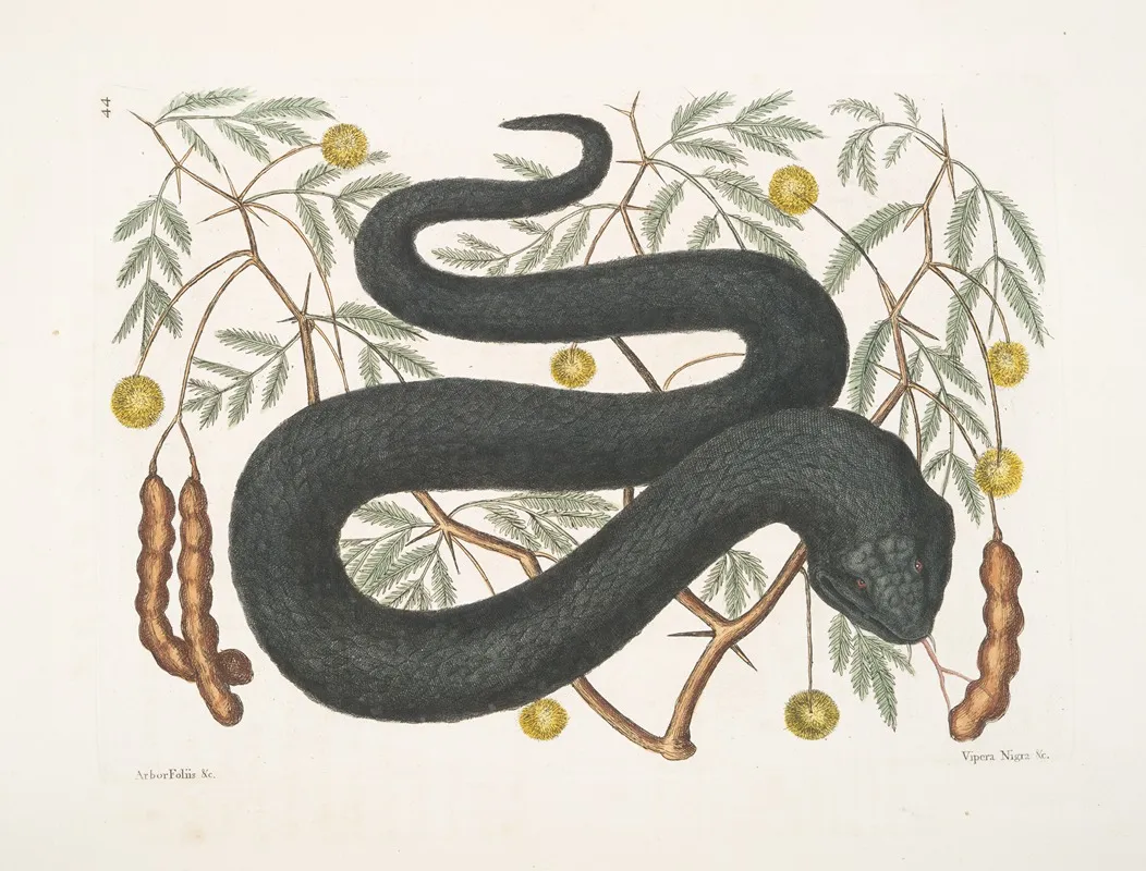 Arbor Foliis Vipera Nigra C The Black Viper Wall Art by Mark Catesby - High-Resolution Digital Print