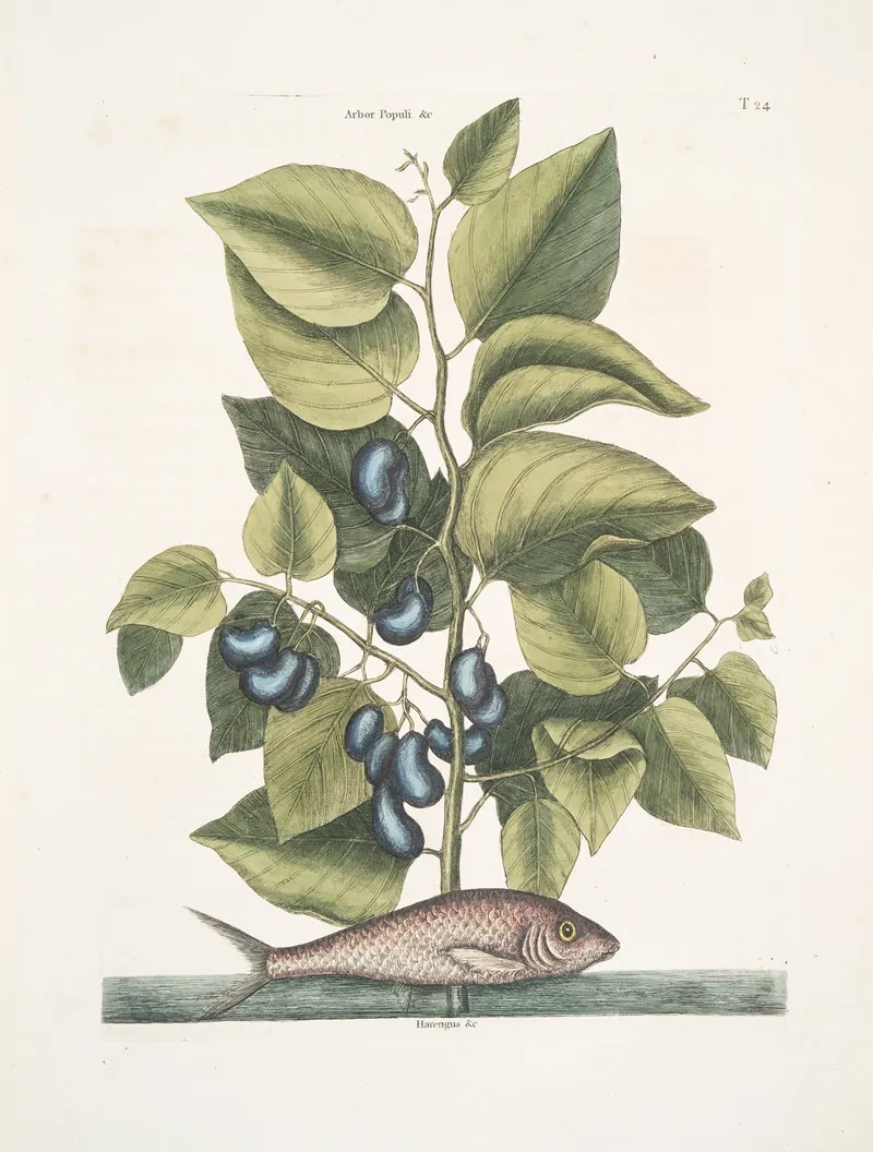 Arbor Populi Harengus C The Pilchard Wall Art by Mark Catesby - High-Resolution Digital Print