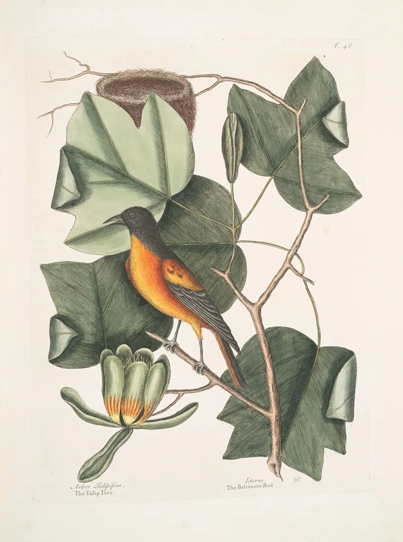 Arbor Tulipifera The Tulip Tree Icterus The Baltimore Bird Wall Art by Mark Catesby - High-Resolution Digital Print