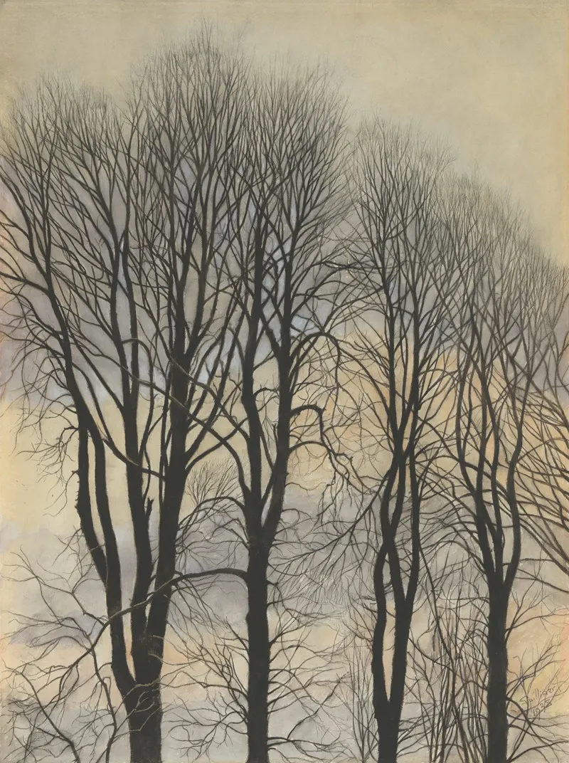Arbre Et Ciel