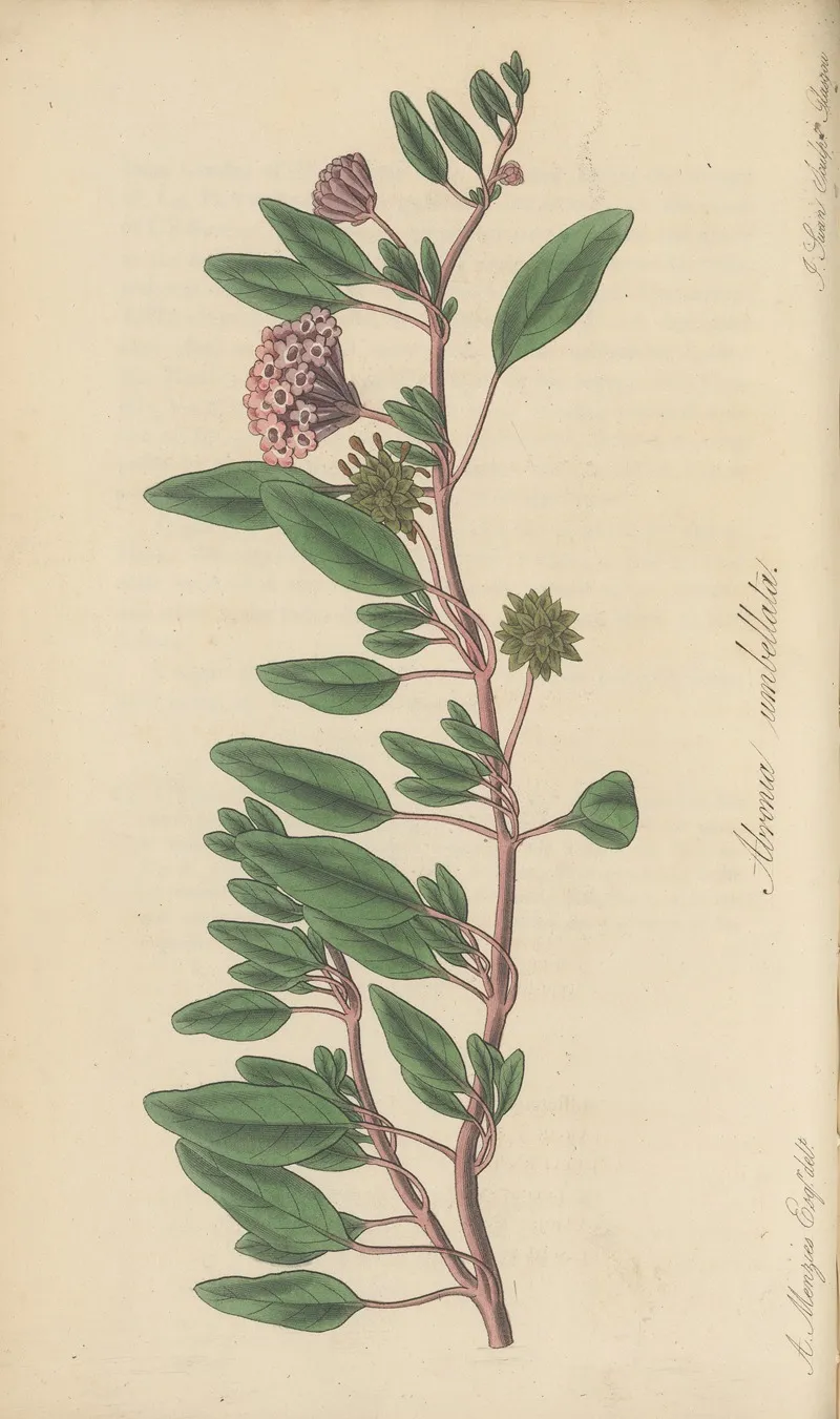 Arbronia Umbellata Wall Art by William Jackson Hooker - High-Resolution Digital Print