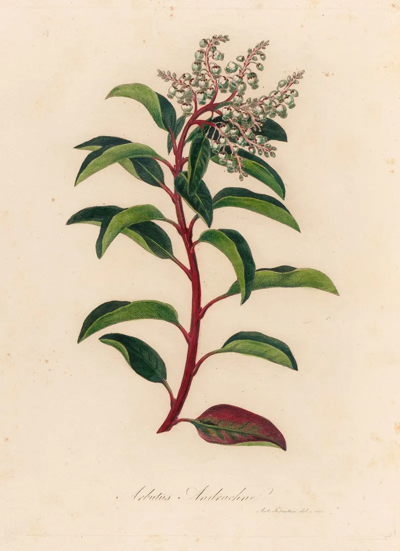 Arbutus Andrachne Wall Art by Gaetano Savi - High-Resolution Digital Print