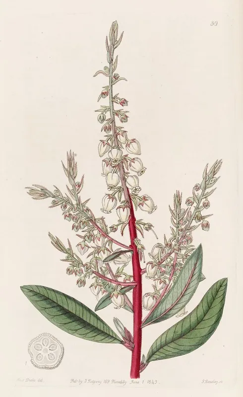 Arbutus Like Gritberry Wall Art by Sydenham Edwards - High-Resolution Digital Print