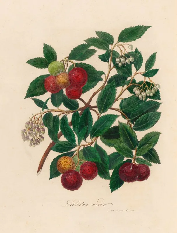 Arbutus Unedo Wall Art by Gaetano Savi - High-Resolution Digital Print