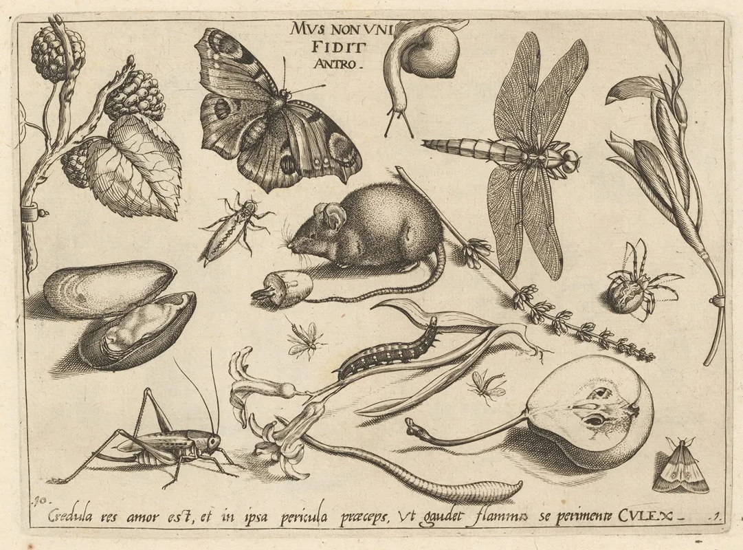 Archetypa Studiaque Patris Georgii Hoefnagelii Pl 02