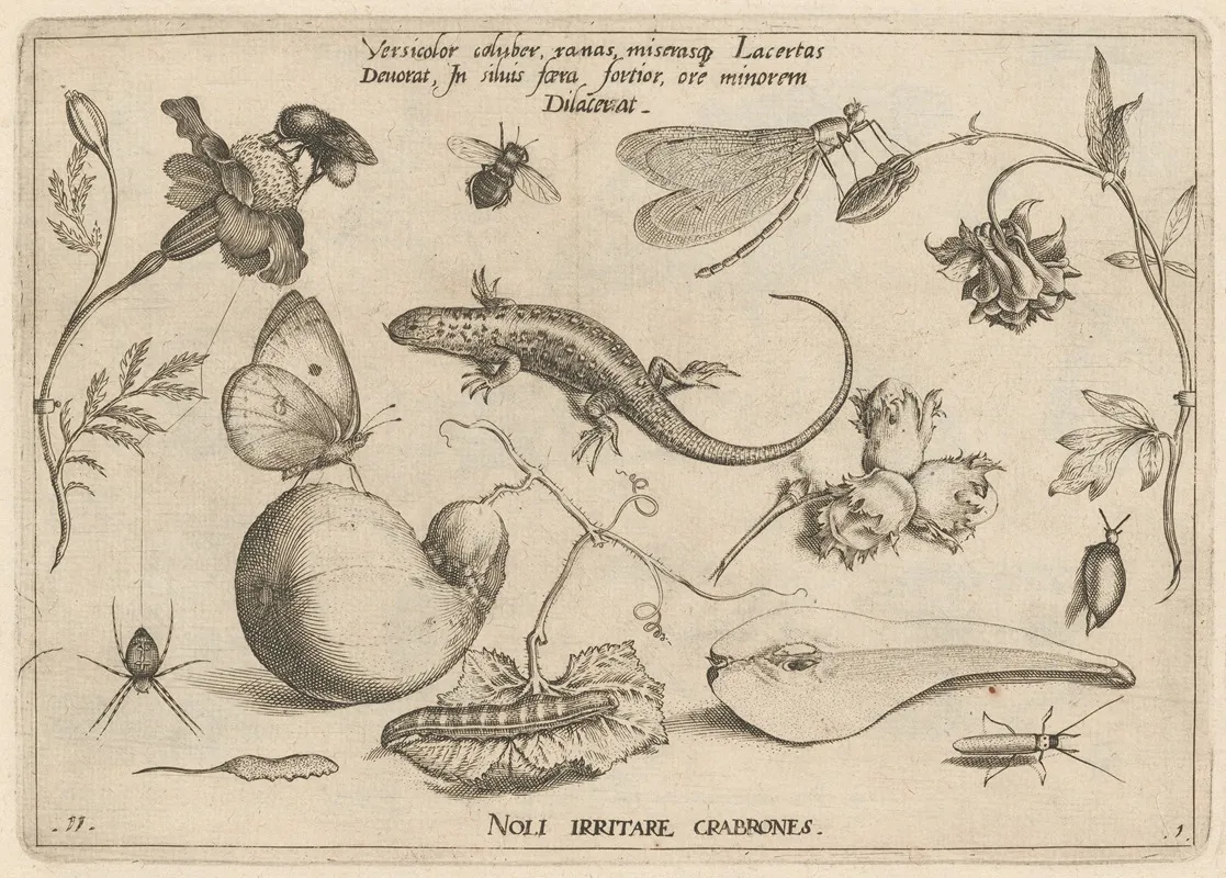 Archetypa Studiaque Patris Georgii Hoefnagelii Pl 03