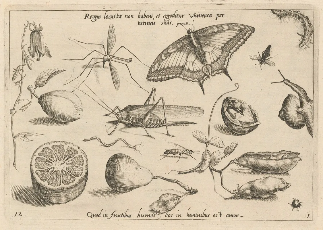 Archetypa Studiaque Patris Georgii Hoefnagelii Pl 04