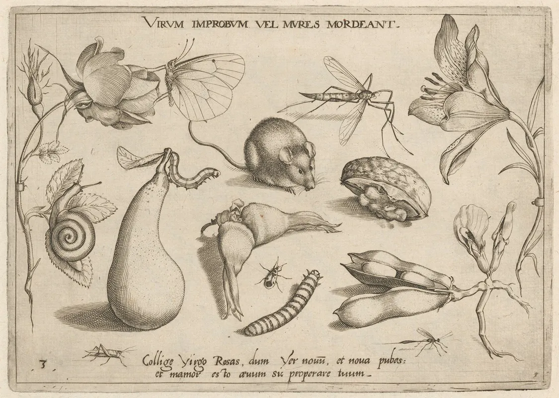 Archetypa Studiaque Patris Georgii Hoefnagelii Pl 06