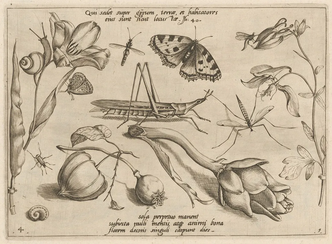 Archetypa Studiaque Patris Georgii Hoefnagelii Pl 07