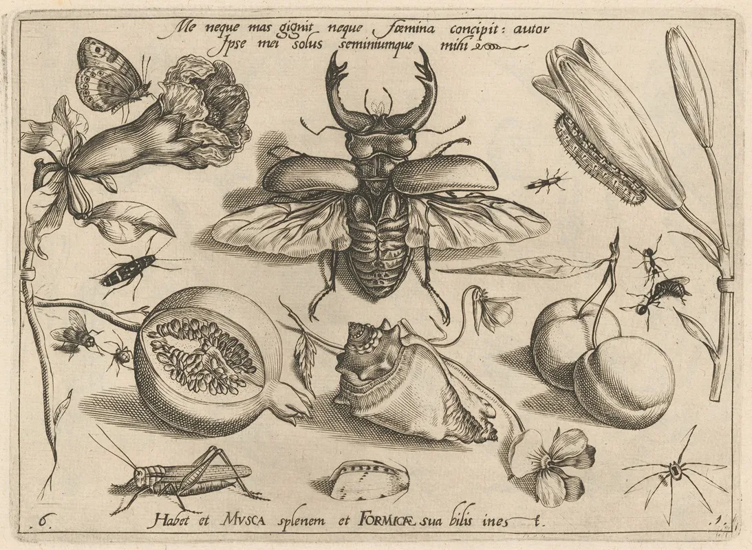 Archetypa Studiaque Patris Georgii Hoefnagelii Pl 08