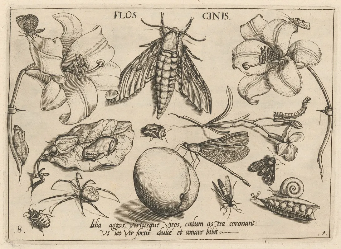 Archetypa Studiaque Patris Georgii Hoefnagelii Pl 10
