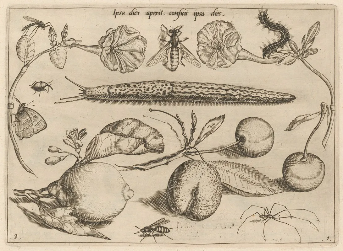 Archetypa Studiaque Patris Georgii Hoefnagelii Pl 11