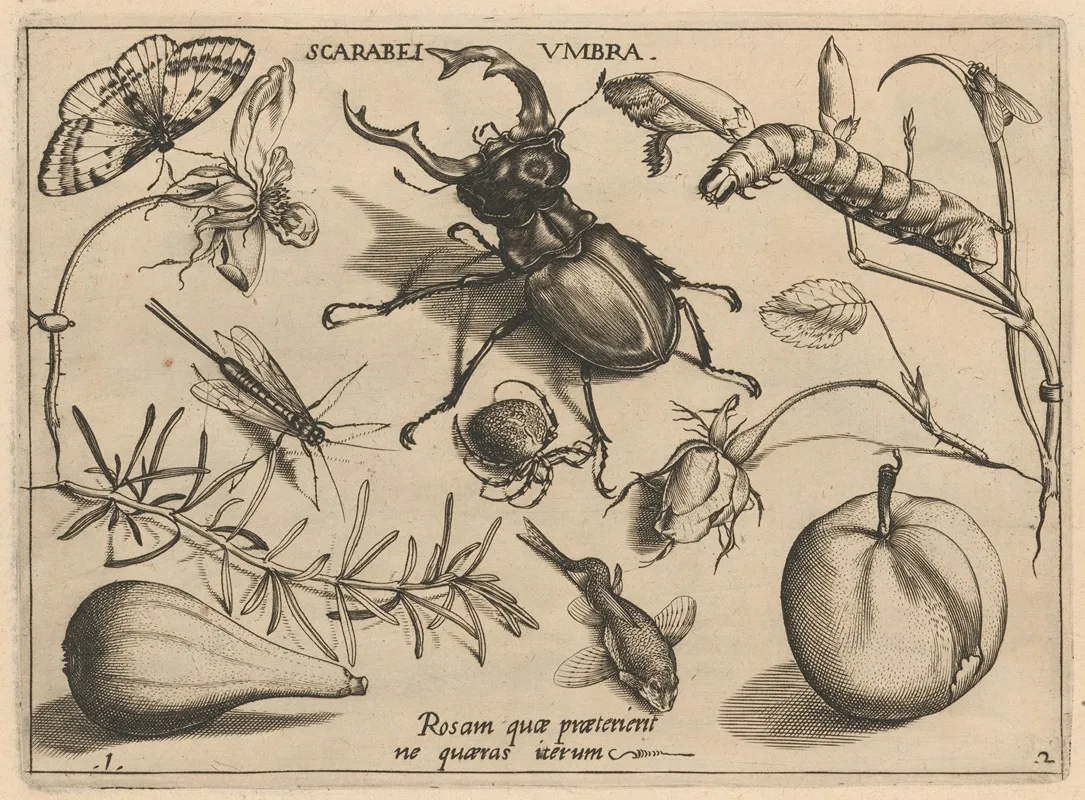 Archetypa Studiaque Patris Georgii Hoefnagelii Pl 13