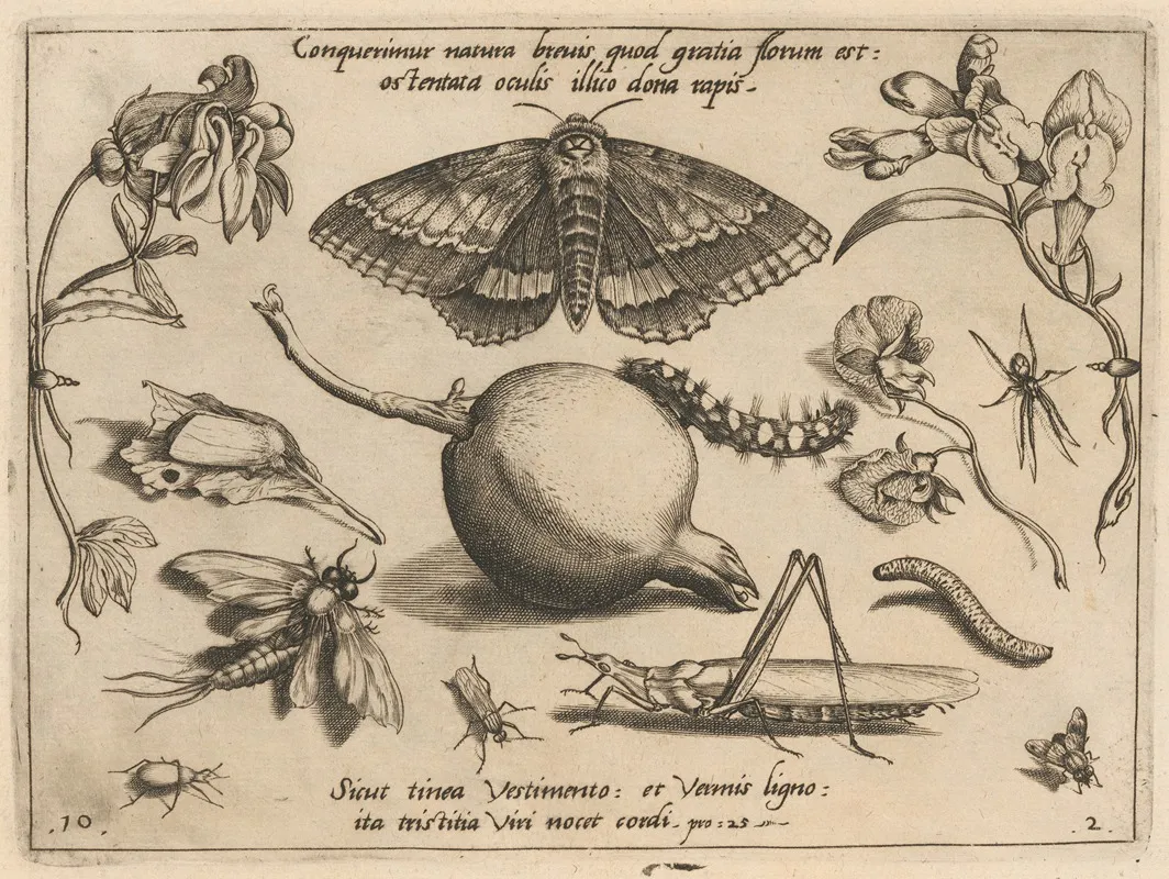 Archetypa Studiaque Patris Georgii Hoefnagelii Pl 14