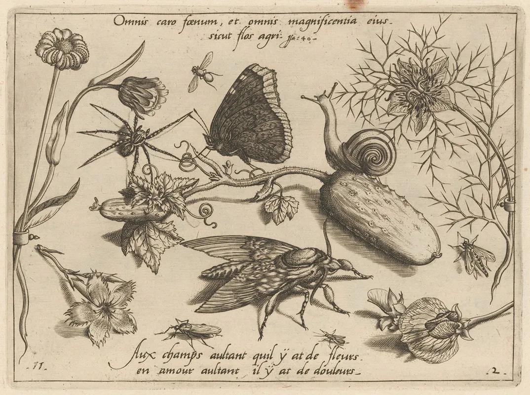 Archetypa Studiaque Patris Georgii Hoefnagelii Pl 15