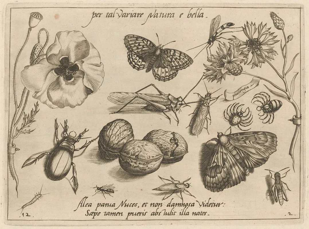 Archetypa Studiaque Patris Georgii Hoefnagelii Pl 16