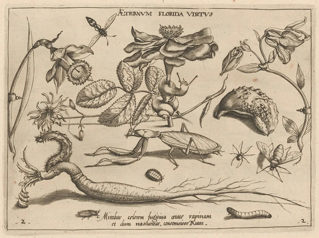 Archetypa Studiaque Patris Georgii Hoefnagelii Pl 17