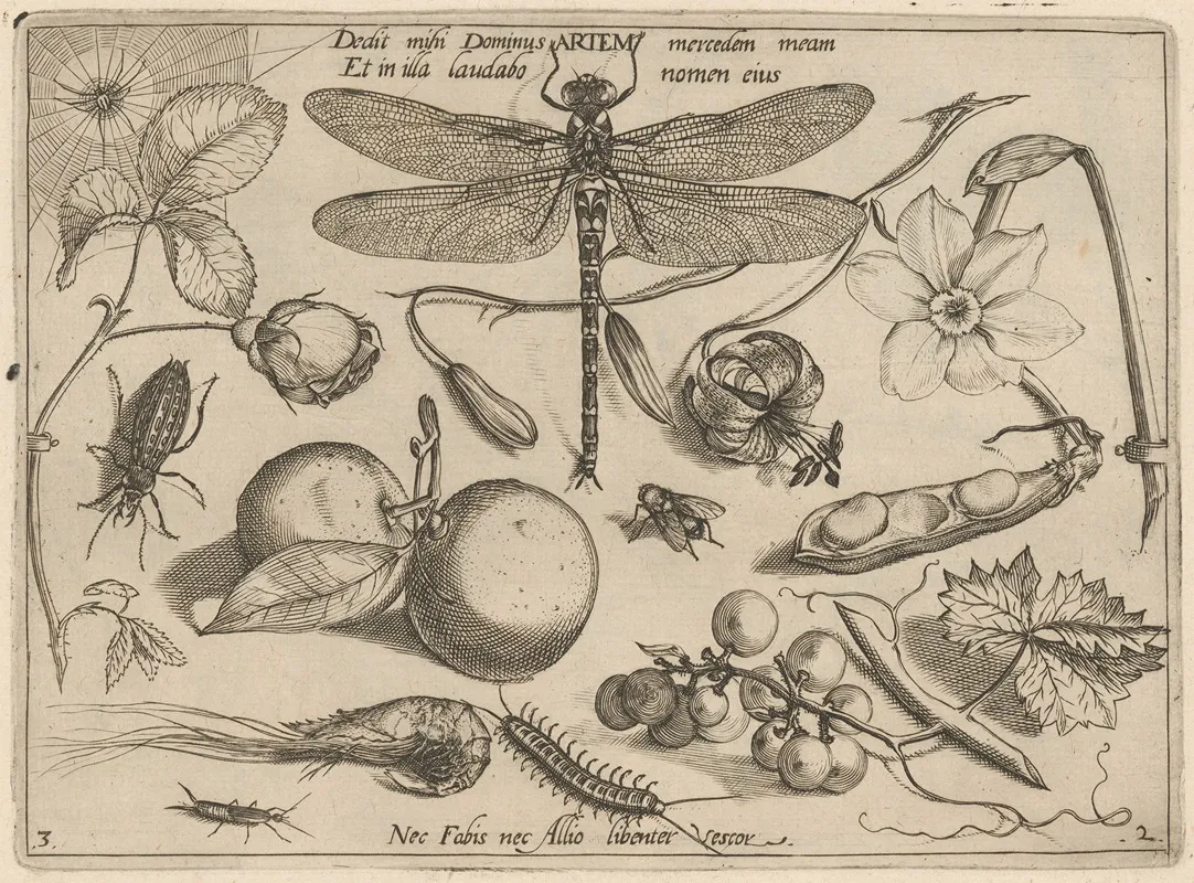 Archetypa Studiaque Patris Georgii Hoefnagelii Pl 18
