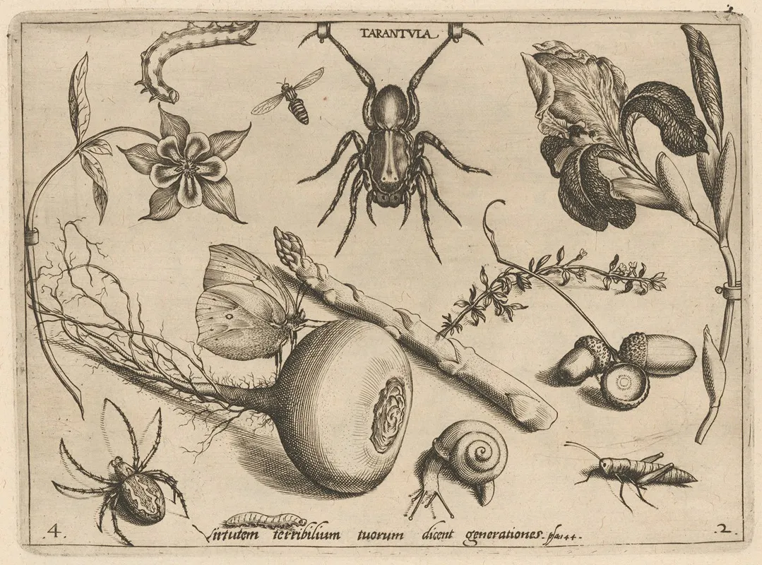 Archetypa Studiaque Patris Georgii Hoefnagelii Pl 19