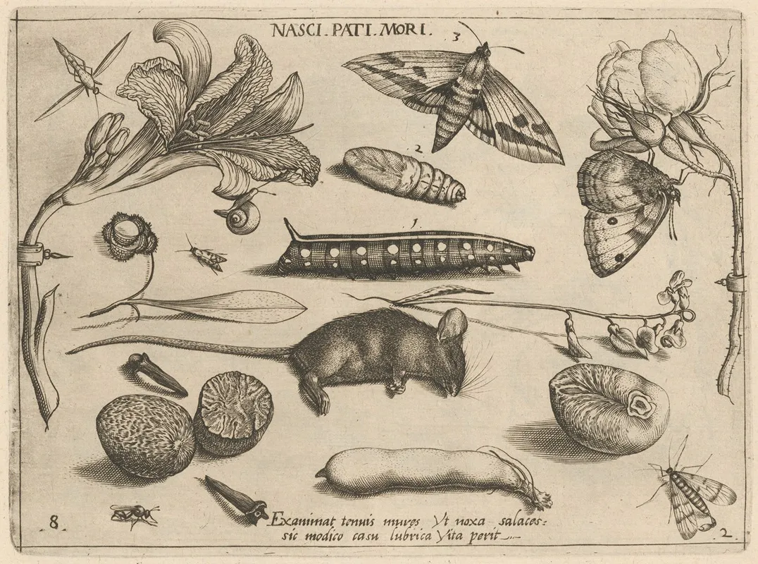 Archetypa Studiaque Patris Georgii Hoefnagelii Pl 23