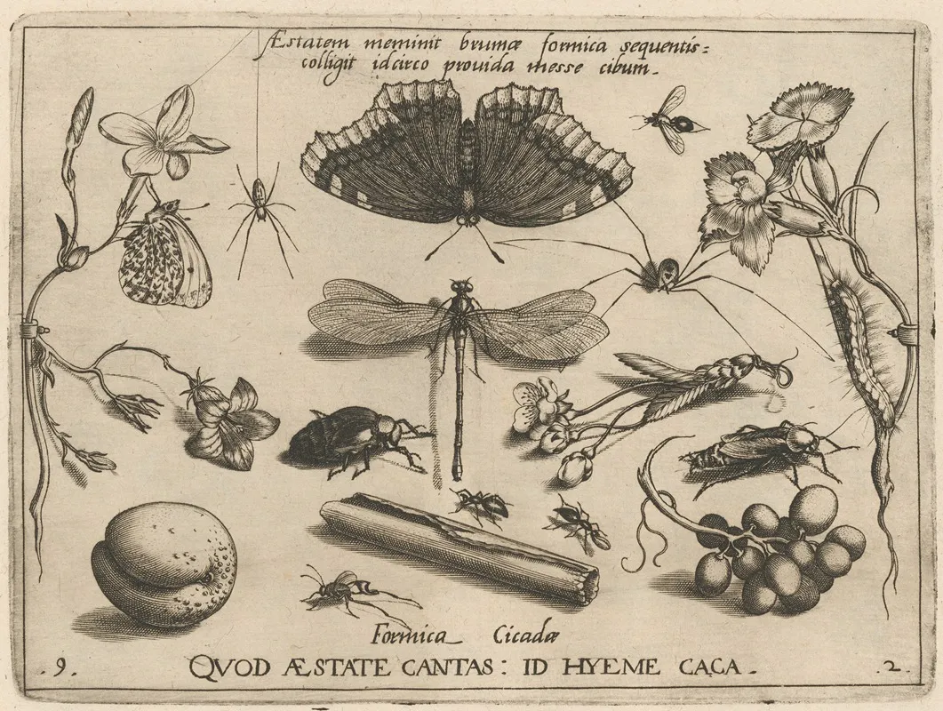 Archetypa Studiaque Patris Georgii Hoefnagelii Pl 24