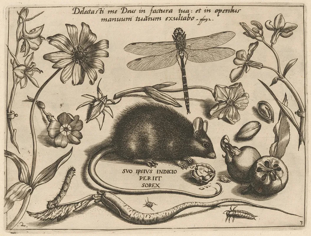Archetypa Studiaque Patris Georgii Hoefnagelii Pl 30