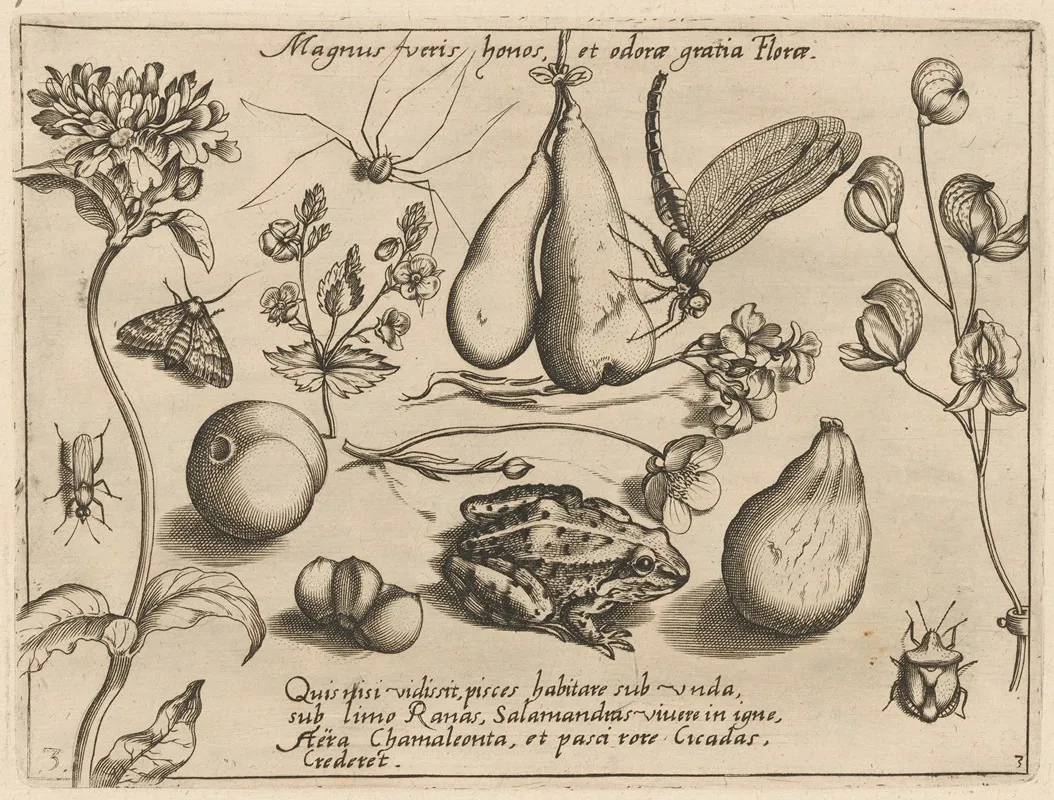 Archetypa Studiaque Patris Georgii Hoefnagelii Pl 31