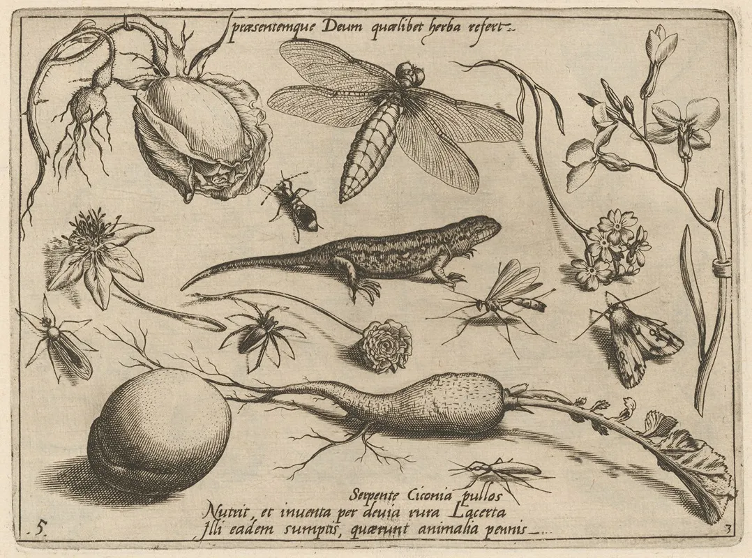 Archetypa Studiaque Patris Georgii Hoefnagelii Pl 33