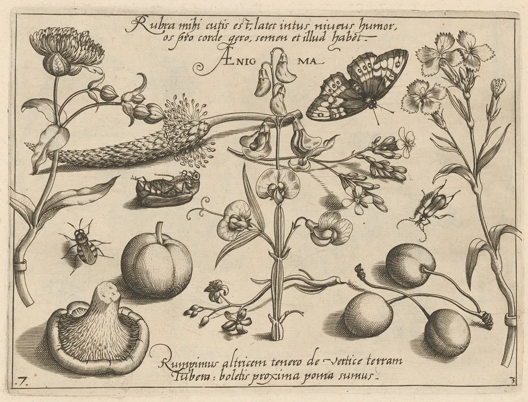 Archetypa Studiaque Patris Georgii Hoefnagelii Pl 35