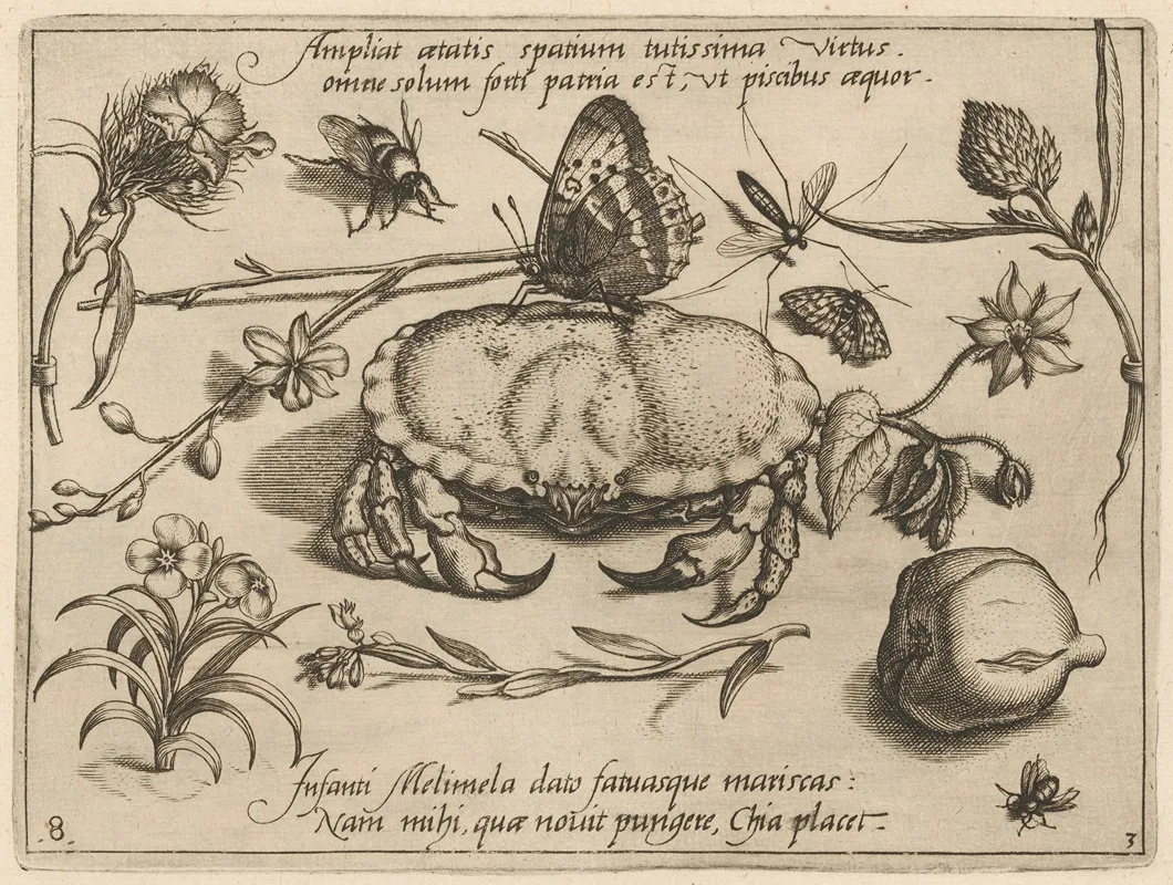 Archetypa Studiaque Patris Georgii Hoefnagelii Pl 36
