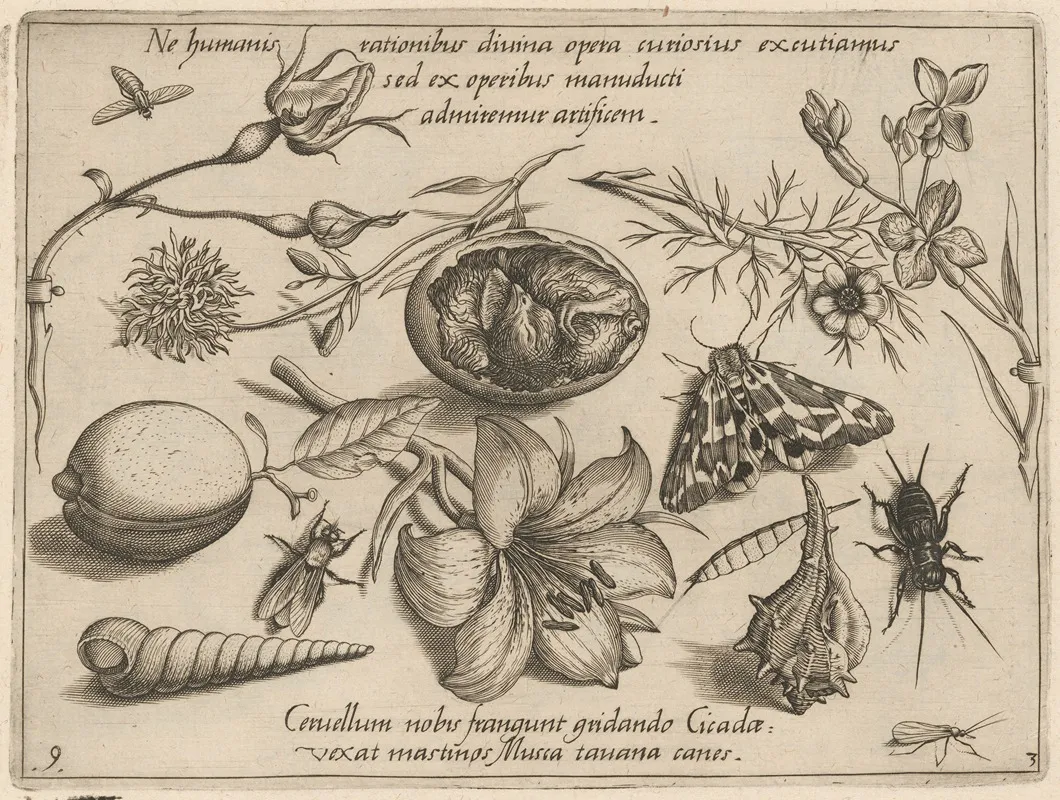 Archetypa Studiaque Patris Georgii Hoefnagelii Pl 37