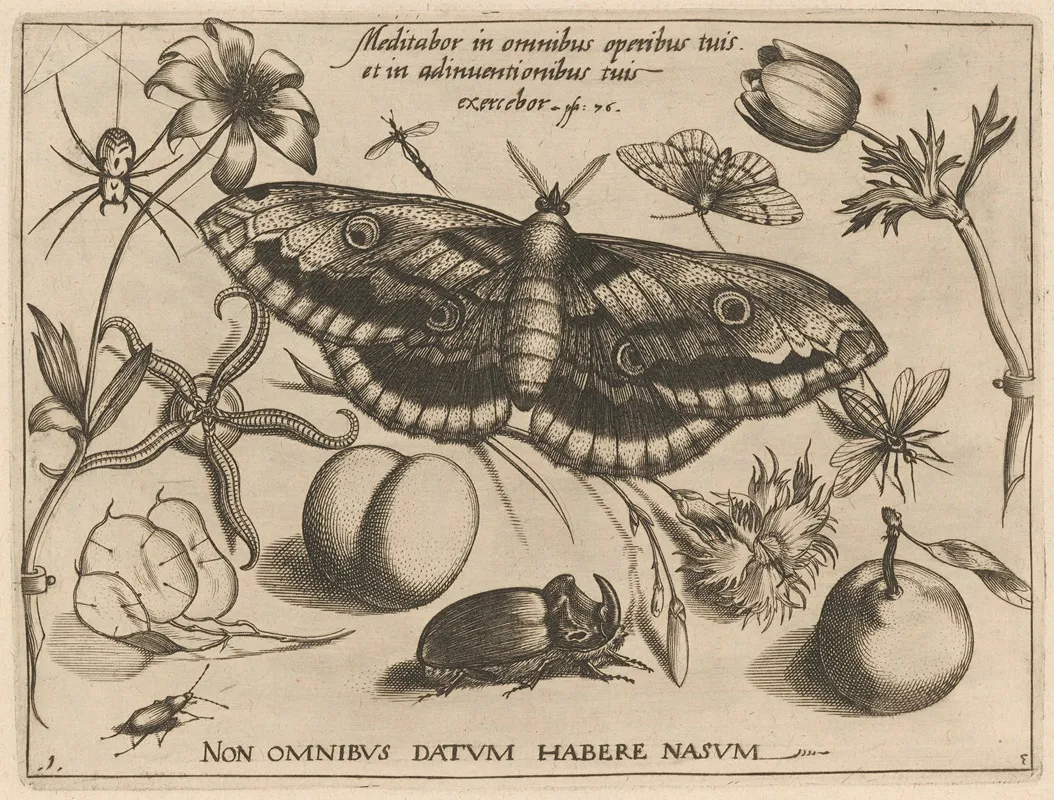 Archetypa Studiaque Patris Georgii Hoefnagelii Pl 38
