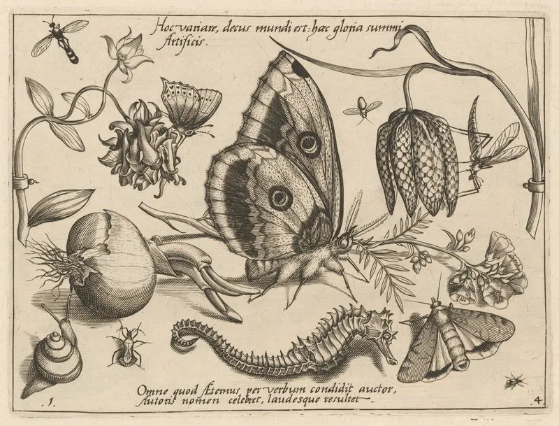 Archetypa Studiaque Patris Georgii Hoefnagelii Pl 39