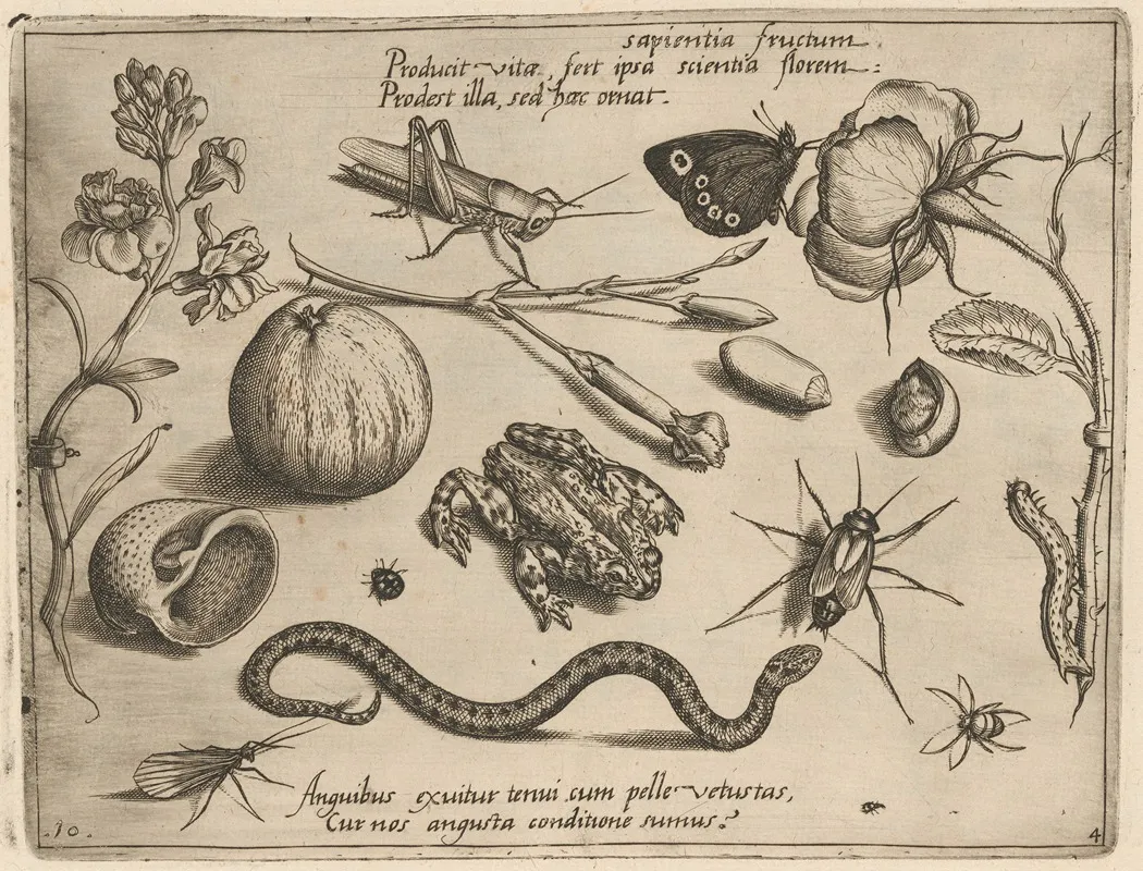 Archetypa Studiaque Patris Georgii Hoefnagelii Pl 40