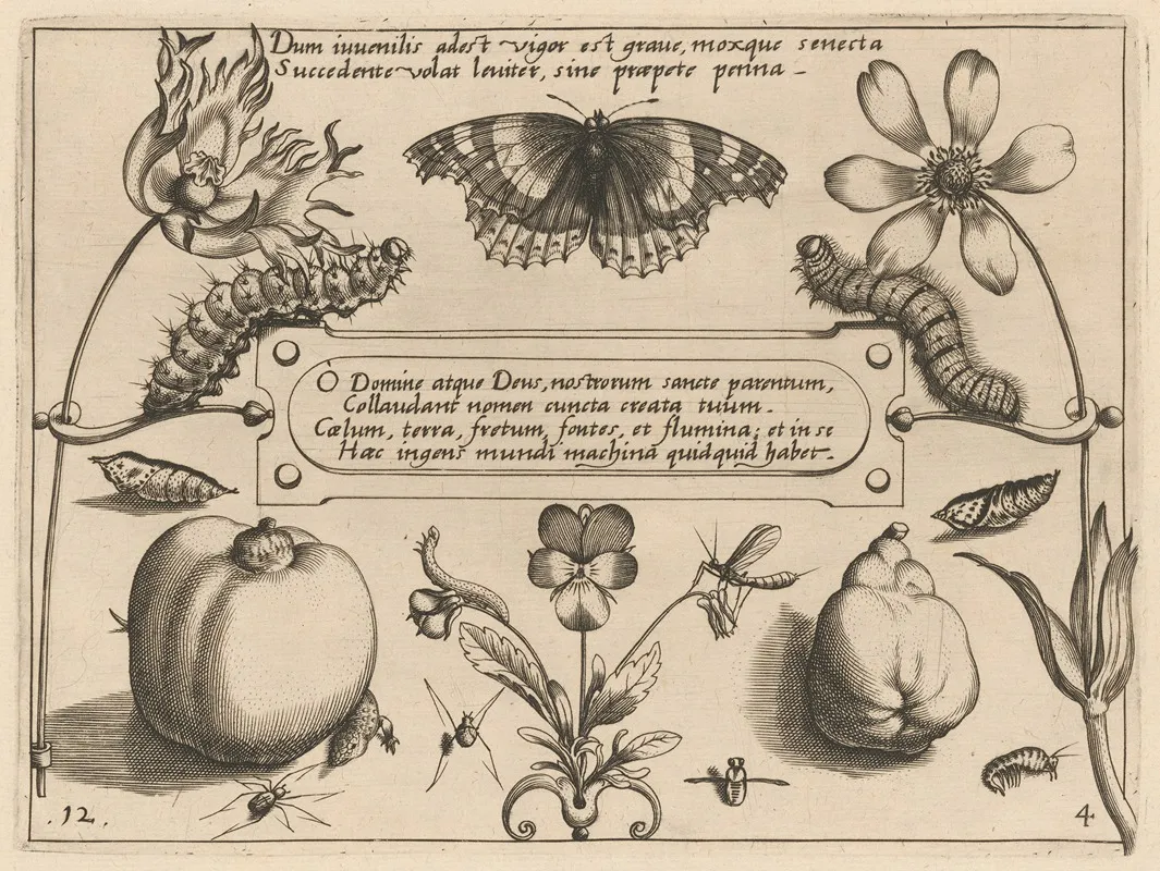 Archetypa Studiaque Patris Georgii Hoefnagelii Pl 42