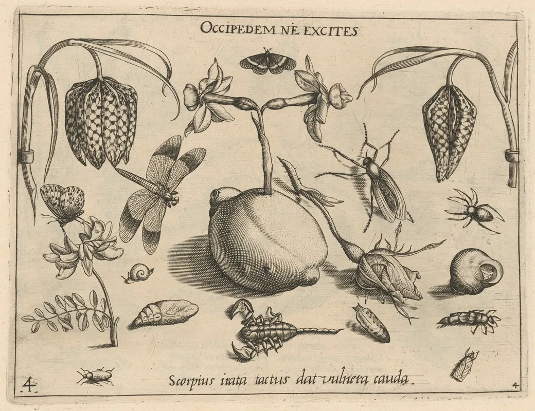 Archetypa Studiaque Patris Georgii Hoefnagelii Pl 45