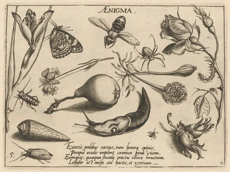 Archetypa Studiaque Patris Georgii Hoefnagelii Pl 46