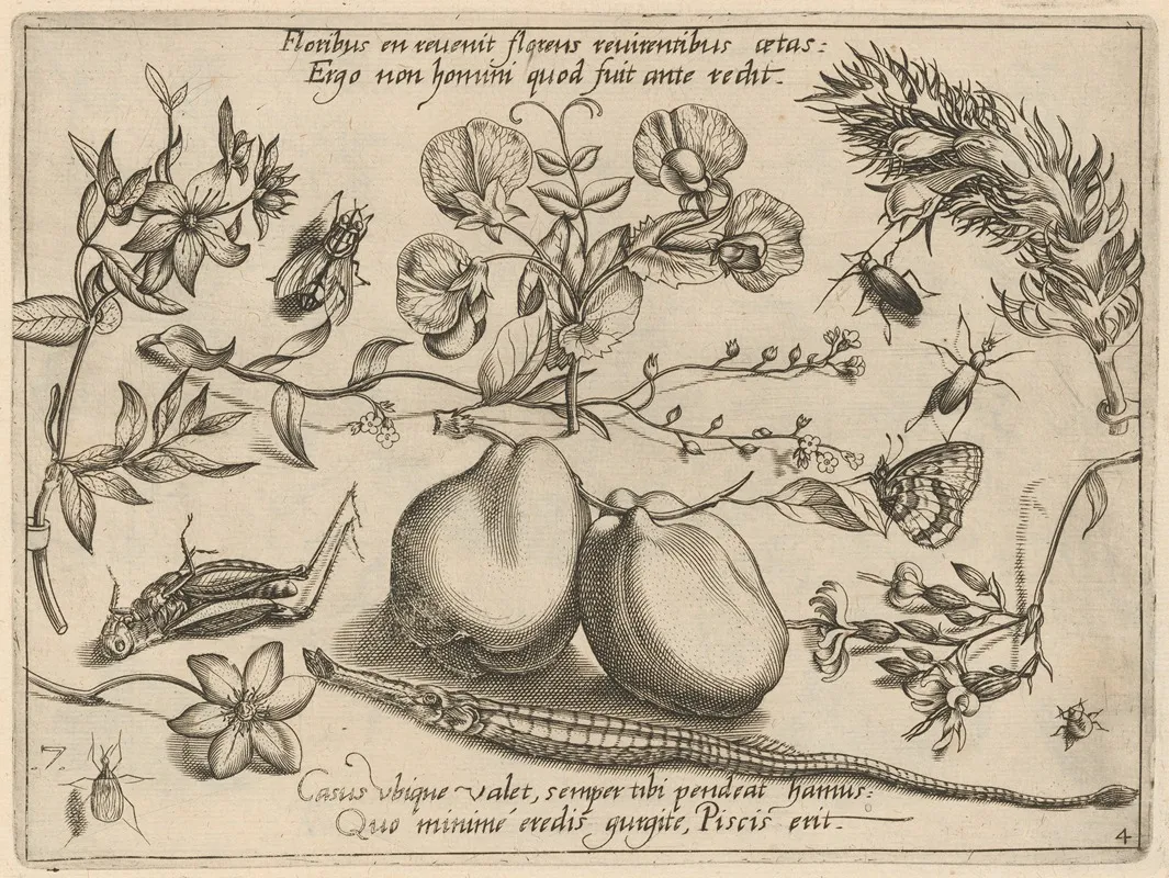 Archetypa Studiaque Patris Georgii Hoefnagelii Pl 48
